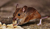 24 Hour & Emergency Exterminators in Augusta, ME
